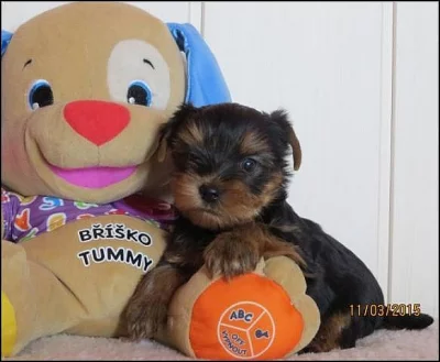 Jorkšírský terrier s PP - fenka a pejsek
