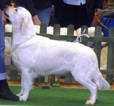 Štěňata Golden retrívra s PP