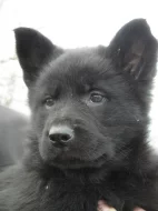 Německý ovčák štěně