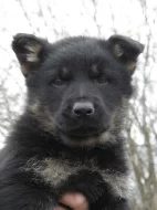 Německý ovčák štěně