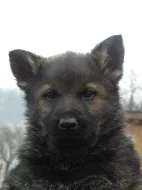 Německý ovčák štěně