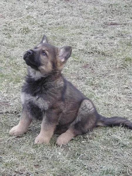 Německý ovčák štěně