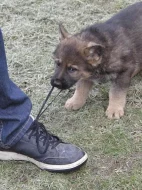 Německý ovčák štěně