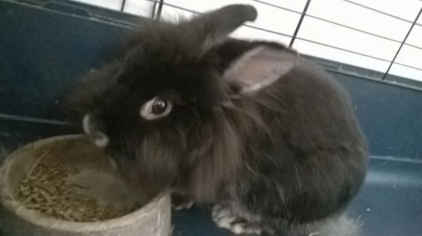 Věnuji zakrslého králíčka