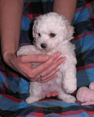 Bišonek - Bichon frisé