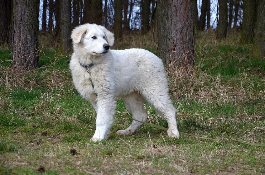 White – 4 mesačný čuvač