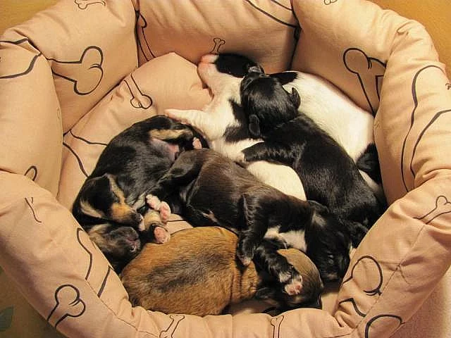 Havanský psík štěňata s PP