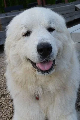 Pyrenejský horský pes s PP – unikátní nepříbuzné krytí