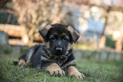 Kvalitní štěňata NO s PP - odběr ihned