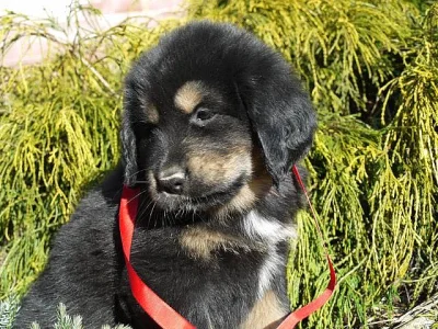 Tibetská doga s PP