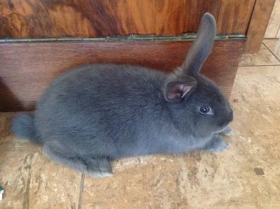Nabízím samičku zakrslého králíka.