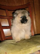 Německý špic s PP