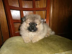 Německý špic s PP