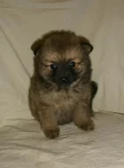 Německý špic s PP