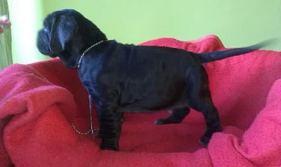 Neapolský mastin