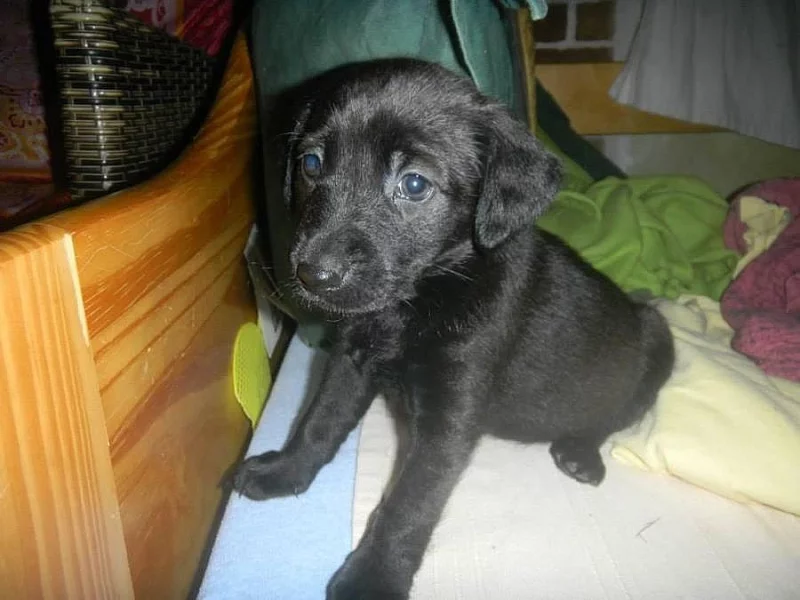 Daruji štěňátka kříženců