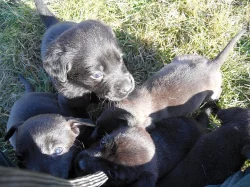 Daruji štěňátka kříženců