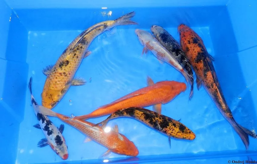 Okrasné ryby