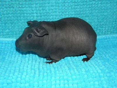 Skinny morče,chovný samec