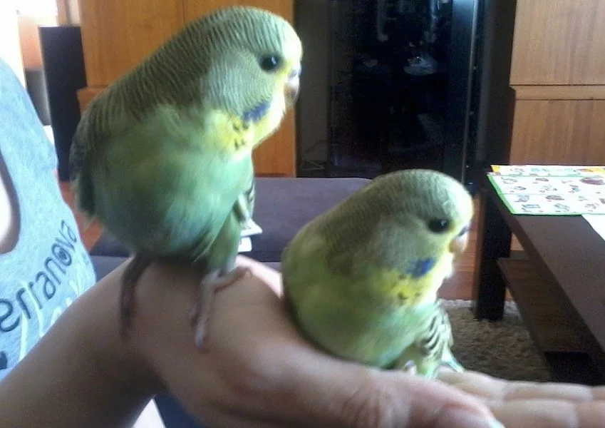 Prodám mladé andulky