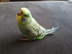 Prodám mladé andulky