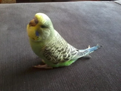 Prodám mladé andulky