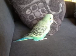 Prodám mladé andulky