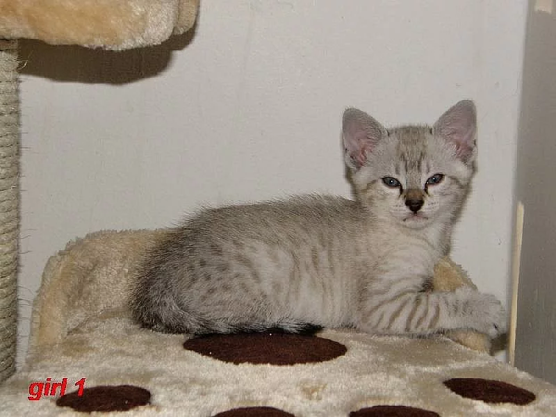 CHS Albisavannah nabízí 3 roztomilá savannah koťata F7 SBT