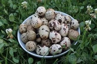 Prodej křepelčích vajíček