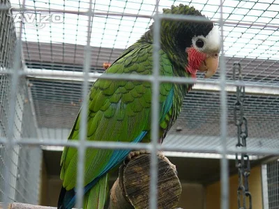 Amazoňan kubánský (Amazona leucocephala)