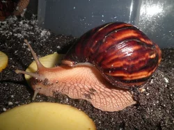 Lissachatina immaculata immaculata