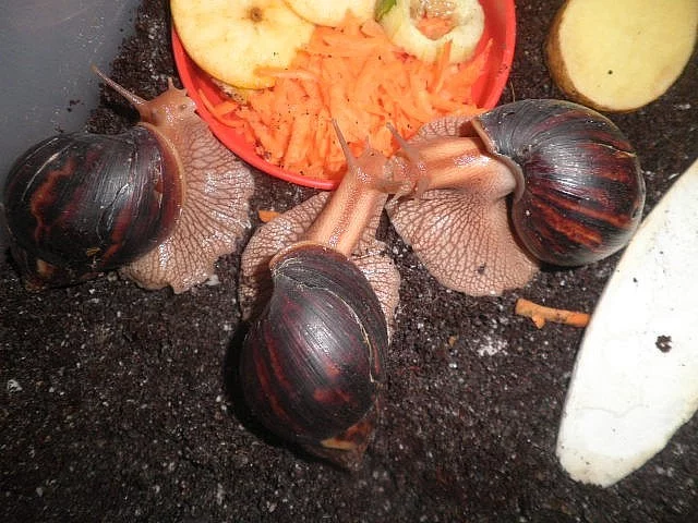 Lissachatina immaculata immaculata