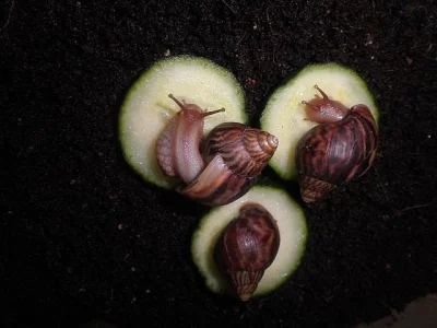 Lissachatina immaculata immaculata