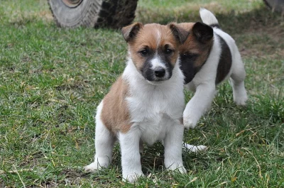 Štěňata hladkosrstého foxteriéra