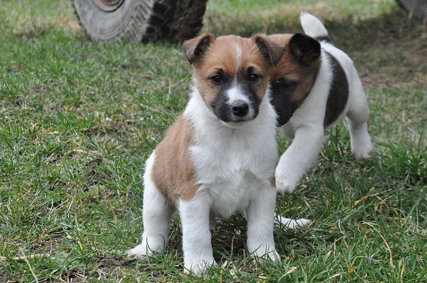 Štěňata hladkosrstého foxteriéra