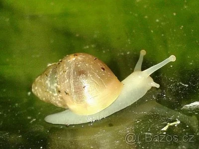 Achatina albino body