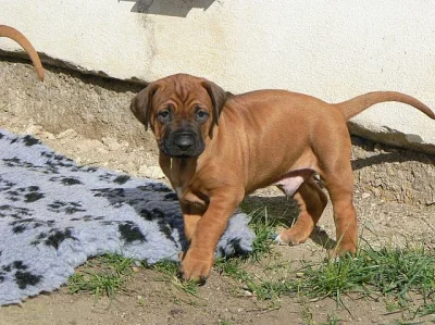 Rhodéský ridgeback - štěňátka s PP