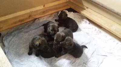 Německý ovčák - štěňátka