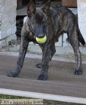 Holandský ovčák krátkosrstý - štěně s PP - pejsek