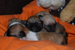 Čivava-štěňátka v krémových barvách,fenka,3 pejsci