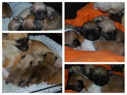 Čivava-štěňátka v krémových barvách,fenka,3 pejsci