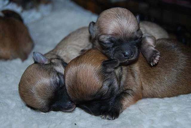 Čivava-štěňátka v krémových barvách,fenka,3 pejsci