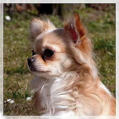 Čivava-štěňátka v krémových barvách,fenka,3 pejsci