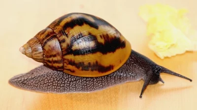 Achatina Achatina - Oblovka Obrovská