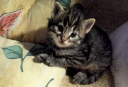 Koťata norské lesní kočky