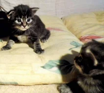 Koťata norské lesní kočky