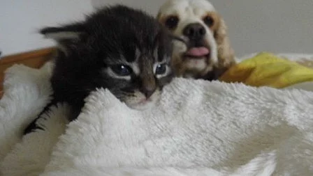 Koťata norské lesní kočky