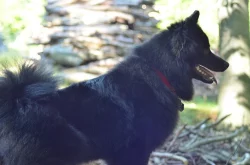 Německý špic velký štěňata s PP