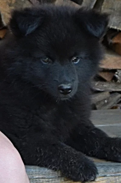 Německý špic velký štěňata s PP