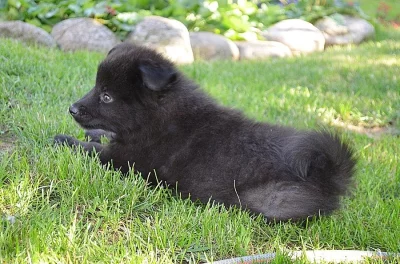 Německý špic velký štěňata s PP